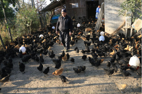 从江庆云:贫困户林下养鸡保品质促增收
