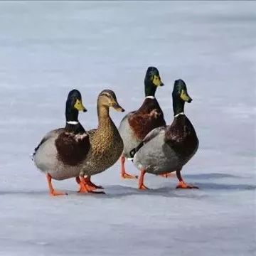 鸭子为啥能在冰冻的湖面上过冬？它们不知道冷吗？