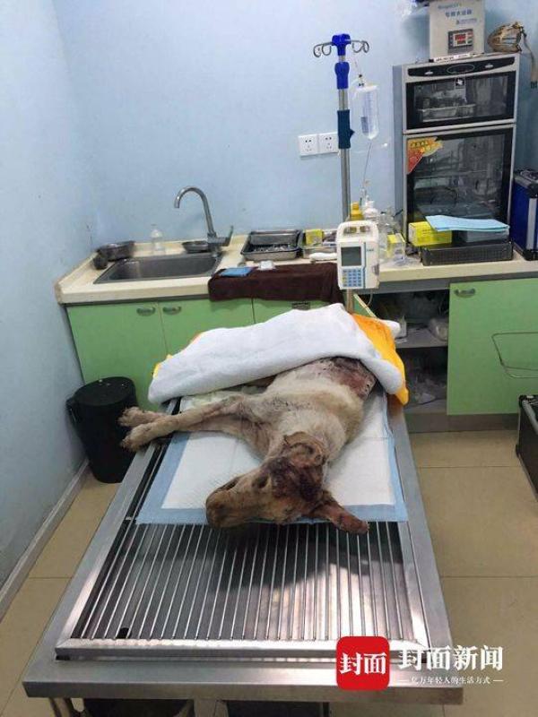 成都一金毛犬被划数十刀死亡 “凶手”疑是狗主人