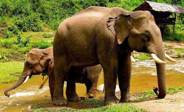 重庆游客泰国激怒大象 领队救人被大象踩踏