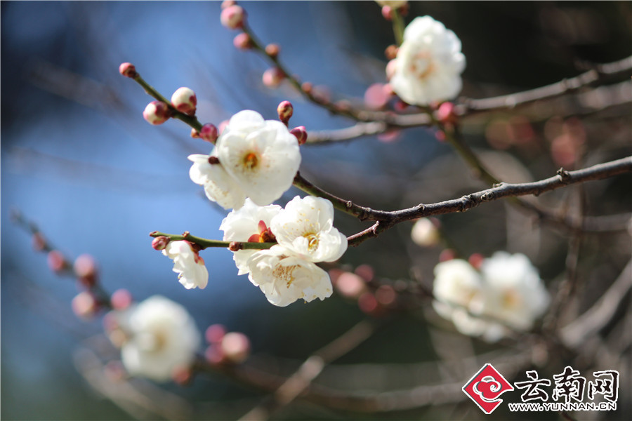 昆明冬梅枝头悄然绽放 引来小蜜蜂采蜜忙(高清