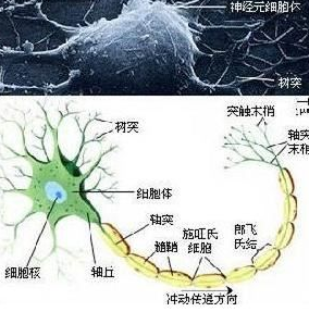 诊断末梢神经炎常识解析---复络百草止痿疗法__凤凰网