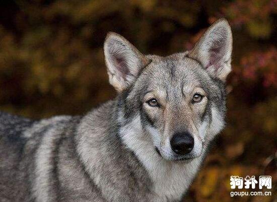 长相比哈士奇更像狼的4种狗