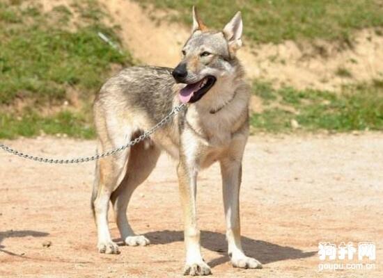 长相比哈士奇更像狼的4种狗