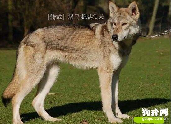 长相比哈士奇更像狼的4种狗