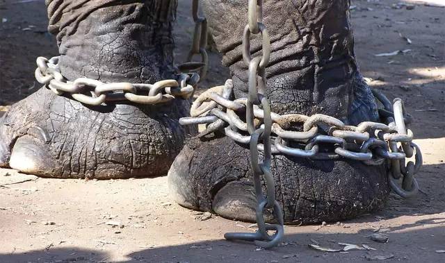 泰国大象踩死中国导游,悲剧背后有一个残酷的