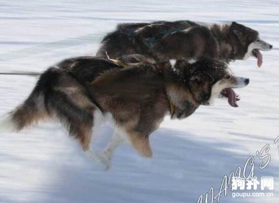 长相比哈士奇更像狼的4种狗