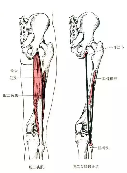 小科普:腘绳肌 腘绳肌:大腿后侧肌,起自坐骨结节,止于胫骨
