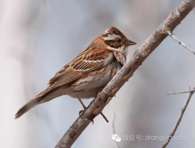 中国有分布的31种鹀,多数被拔毛以冒充禾花雀