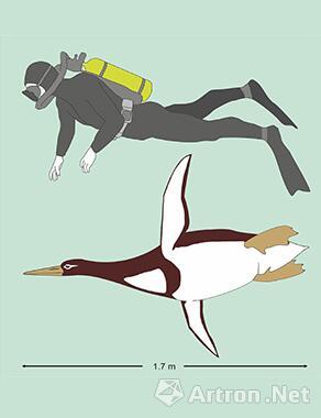 科学家在新西兰发现远古巨型企鹅“怪兽鸟”化石