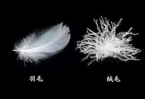 307F1427946575A0AB98BBEC0711CD897E83E3FC_size20_w500_h342.jpeg