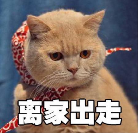 a表情的橘猫表情动态包假面剑骑士表情图片