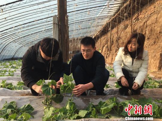 在山西省太原市清徐县的一处温棚内,80后村官张新苗正在跟村民交流着葡萄的种植经验。他来清徐县中辽西村已有十年,这十年时间里,他从青涩到成熟,开创自己的村官创业之路,带领村民种植葡萄脱贫致富。受访者供图 在山西省太原市清徐县的一处温棚内,80后村官张新苗正在跟村民交流着葡萄的种植经验。他来清徐县中辽西村已有十年,这十年时间里,他从青涩到成熟,开创自己的村官创业之路,带领村民种植葡萄脱贫致富。受访者供图