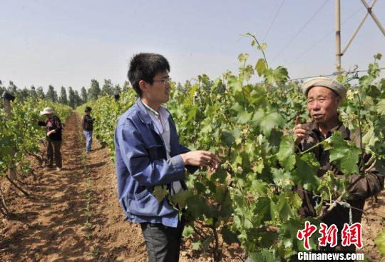 如今,张新苗带领村民通过设施种植葡萄新品种,认定修剪技术,实现葡萄三季上市,村民收益翻番。受访者供图 如今,张新苗带领村民通过设施种植葡萄新品种,认定修剪技术,实现葡萄三季上市,村民收益翻番。受访者供图