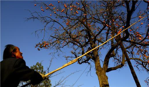 管理黄金定律:“隧道视野效应”与管理小故事“美国人买柿子”