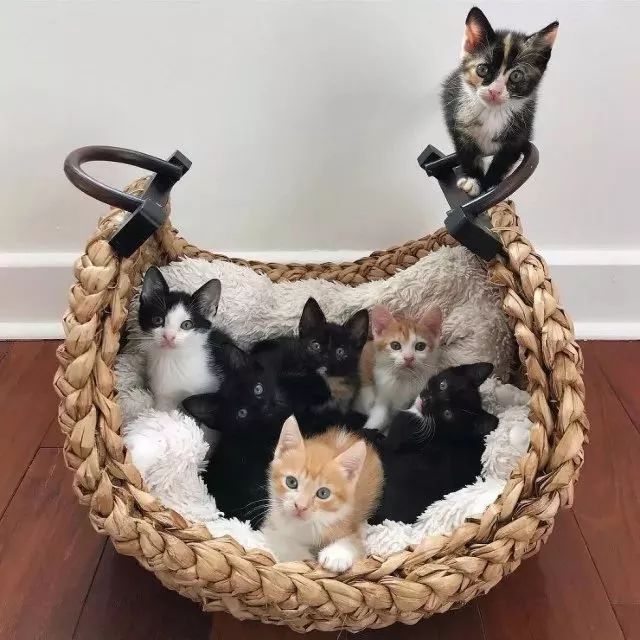 突然拥有7只小奶猫，是一种怎样的体验？
