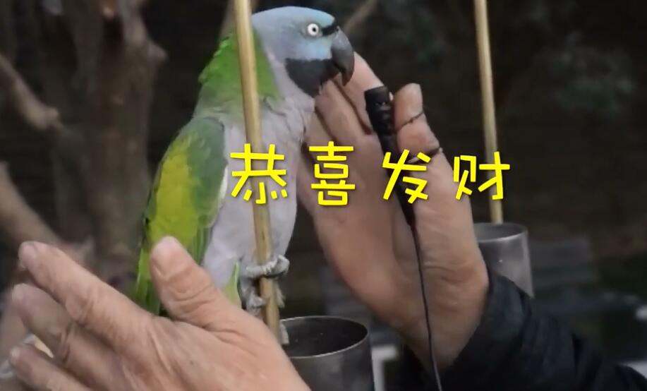 鹦鹉主人王大爷说,37岁的翠翠已相亲一千