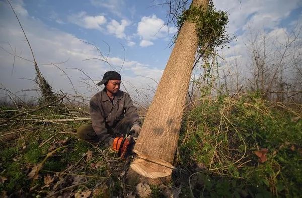 洞庭湖湿地大面积清理"黑杨" 进行"全面砍树"工作