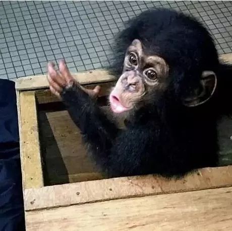 黑猩猩全球地下交易链曝光：活捉它一个 杀光它全家