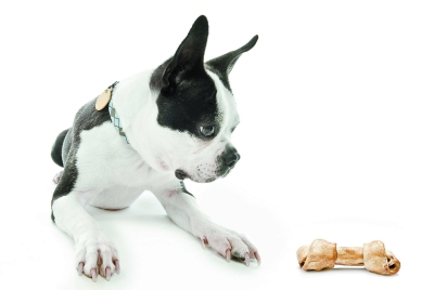 世界犬类智商排名_犬类智商排名