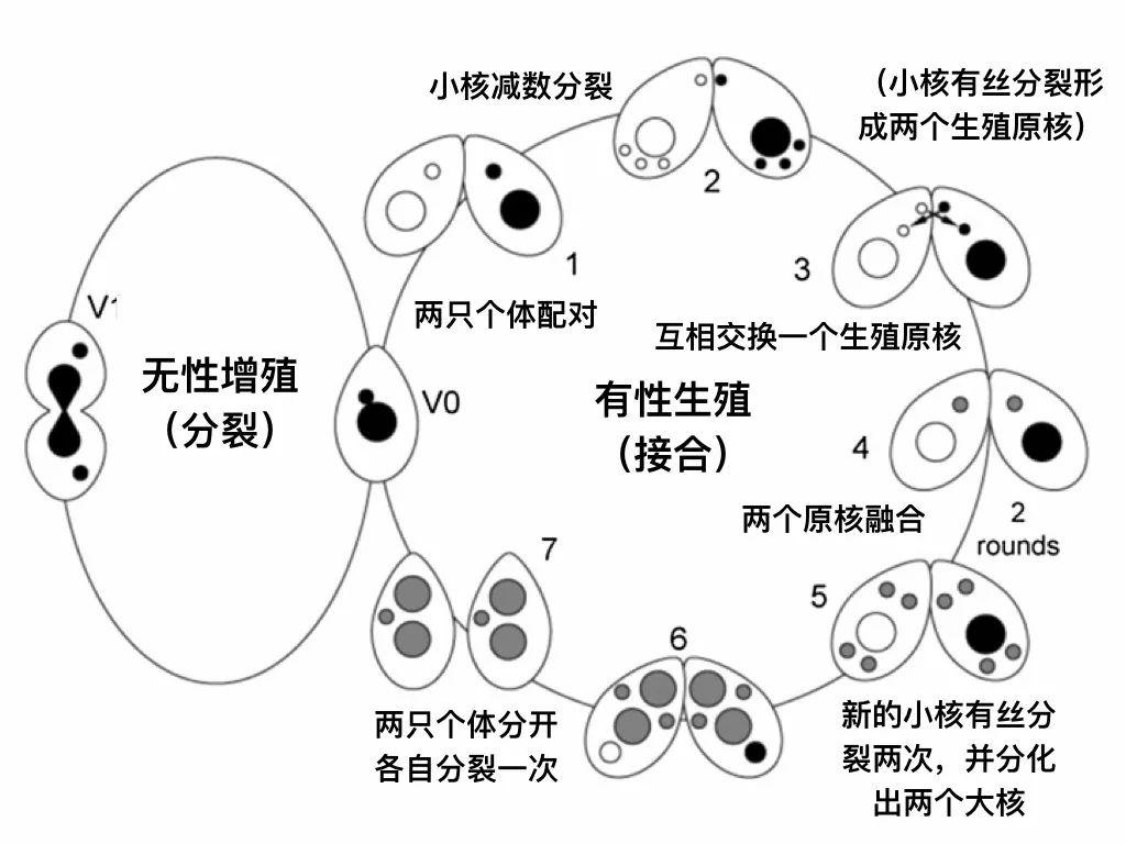 四膜虫,不是昆虫!是比草履虫更娇小可爱的模式