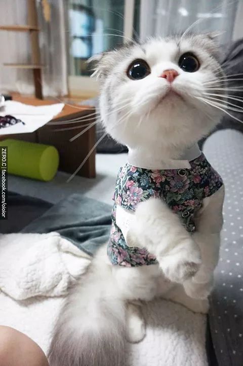 原来猫打嗝是这样的,哈哈.