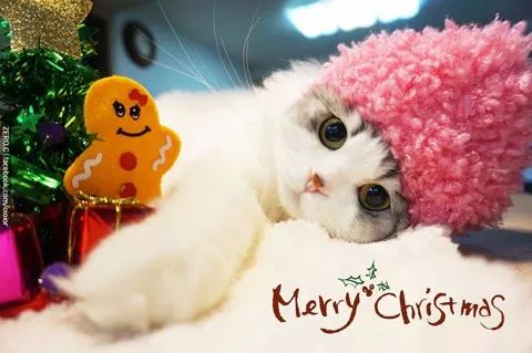 原来猫打嗝是这样的,哈哈.