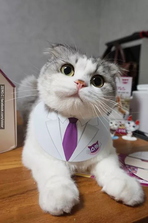 原来猫打嗝是这样的,哈哈.