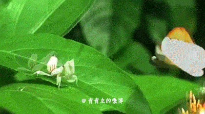 壁纸 昆虫 桌面 420_235 gif 动态图 动图