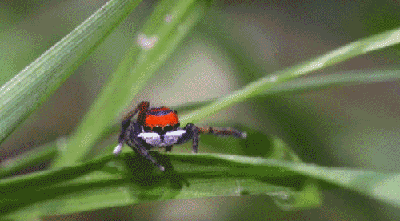 人在谈恋爱的时候很中二?孔雀跳蛛的求偶舞更蠢!