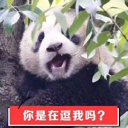 我能舔熊猫吗？外国朋友对熊猫的误解还真深