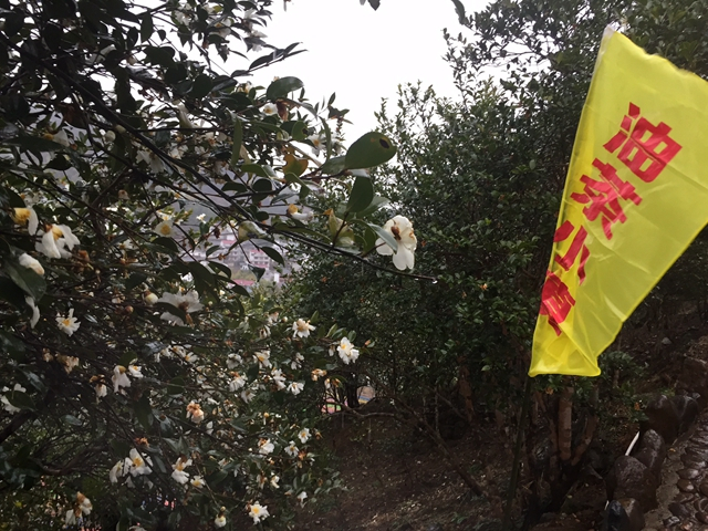 2018常山油茶博览会在浙江举办