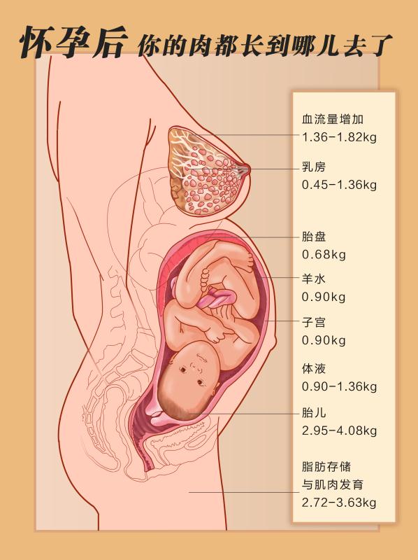 怀孕后，你的肉都长到哪儿去了？