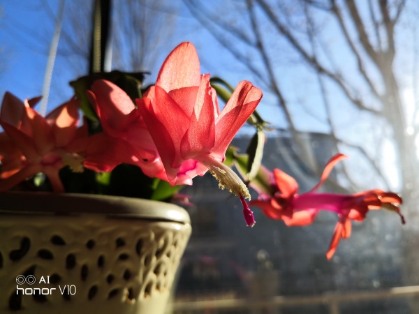 荣耀V10摄影学院:AI Camera轻松拍出好照片