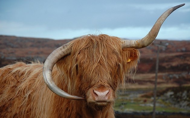苏格兰这只母牛火了！牛角倒长造型独特 路人争相拍摄