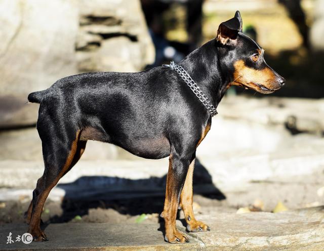 杜宾犬的最佳训练时期,德系杜宾和美系杜宾分析