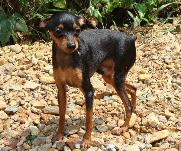 迷你杜宾和小鹿犬怎样分辨,迷你杜宾犬的养护