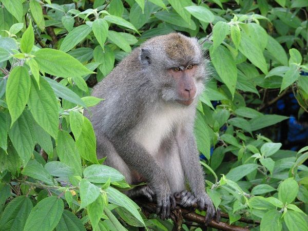 佛罗里达州猴子体内发现致命病毒 科学家建议不要接触