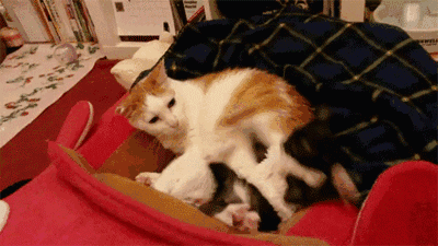 壁纸 动物 狗 狗狗 400_225 gif 动态图 动图
