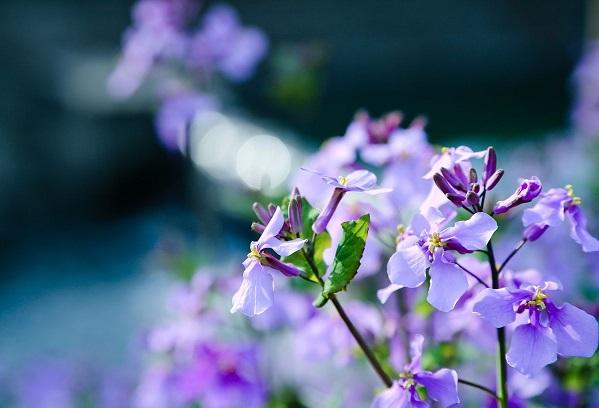 以诸葛亮为名的花--诸葛菜的栽培技术