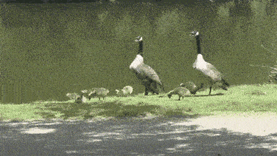 惊心动魄三十秒：厢式货被列车拦腰截断 