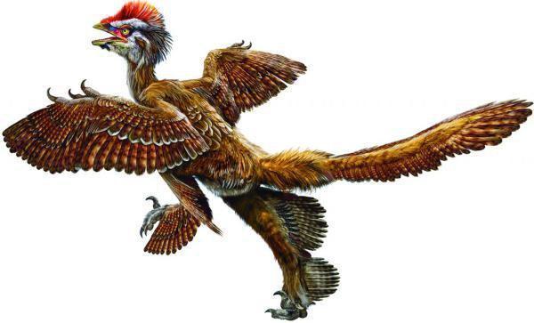 中国鸟龙成为已知唯一有化石证据证明其