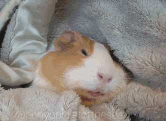 壁纸 动物 狗 狗狗 332_242 gif 动态图 动图