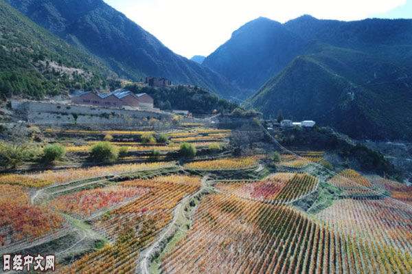 日媒探秘“云际上”的中国世界级酒庄：自然条件得天独厚