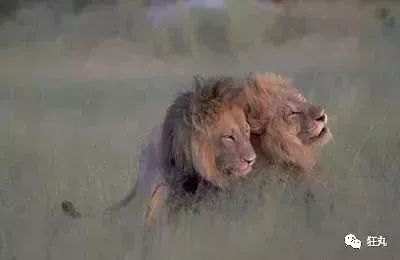 盘点动物世界中的“好基友”:狮子也玩“断背山”