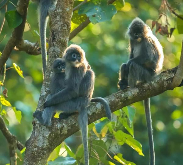德宏发现国家一级保护动物菲氏叶猴国内最大种