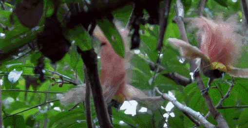 豆瓣9.7!又一次被BBC震撼,每一帧都美到唱《