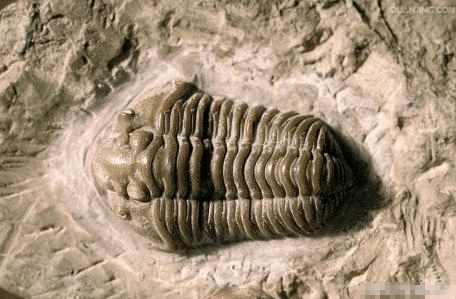 地球生命的诞生绝非偶然,追溯到5.5亿年前,细菌向高级动物进化