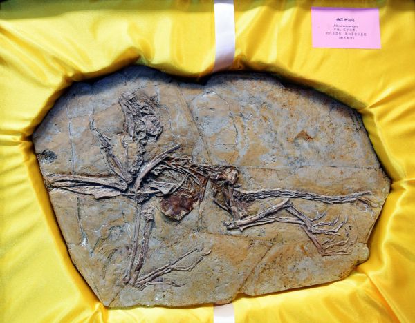 港媒：8块流落欧洲的恐龙和鸟类化石回归中国