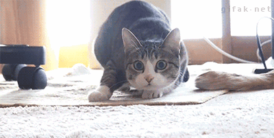 猫咪享受被摸头